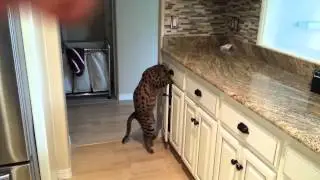 cat-proof cabinet