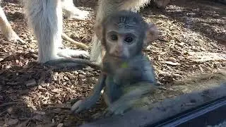 Śląskie zoo i kolejka elka w parku śląskim