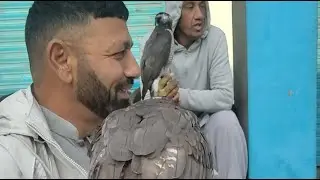 Falconry and Hawking in Kashmir
