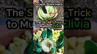 What's the SECRET to Clivia Plant Growth?