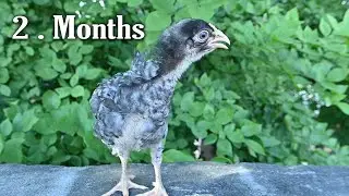Playmouth Rock | Chicken Breed Playmouth rock