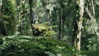 Sons del Bosc i del Riu, amb Ocells - So Relaxant - Natura