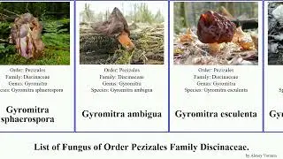 List of Fungus of Order Pezizales Family Discinaceae. gyromitra parma melaleuca californica gigas