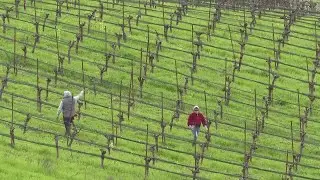 Central Coast wine region looking to rebound after low yield in 2024