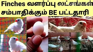 How to bread finches/finches Breeding in tamil Finches வளர்ப்பு முறை/sathankulam birds farm