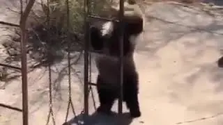 Samba😂 Panda cu talent !