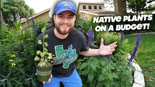 Cheap Native Plants for your Garden!! Yard Makeover in Zone 9, Houston Texas