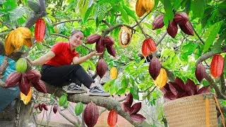 Harvesting delicious cocoa beans to sell at the market | How to eat cocoa