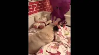 Pug scared of balloon
