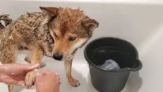Shiba Hates Bath Time