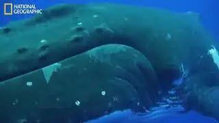 National Geographic Documentary - Pacific Ocean Paradise - Wildlife Animal