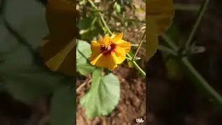 indian  mallow flower ##shorts #utube