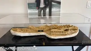 MOSASAUR IN MUSEUM CASE PIRATE GOLD COINS JR BISSELL DINOSAUR FOSSIL TREASURES