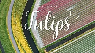 Dutch Tulip Fields 2022 (Drone)