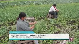 D&iacute;a Internacional de la Sanidad Vegetal - Diego Quiroga (Director Nacional de Protecci&oacute;n Vegetal)