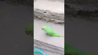 Mami mitthu #parrot sound