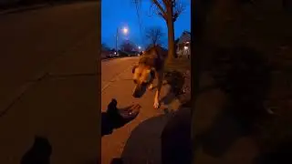 Officer Gains a Scared Dog&rsquo;s Trust