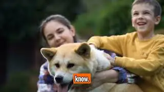 The Akita - Top Personality Traits, Characteristics, and Facts