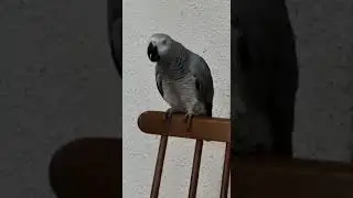 Greetings from the smoking bird to everyone!