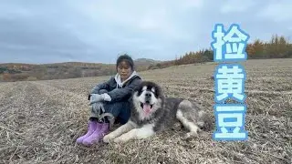 東北農家媳婦帶阿拉斯加犬撿黃豆，一小時收穫滿滿一籃！