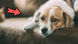 Дети покрыли щенка КЛЕЕМ! Счет шел на минуты, но случилось невероятное