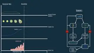 Oogenesis - hormonal regulation of the menstrual cycle (Part 2)