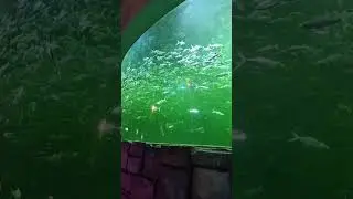 Saat kedatangan duyung#marmaid#vidioshot#vidioviral#seaworld#ancol