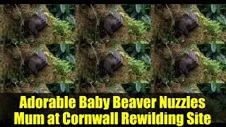 Beaver Bonanza! Adorable Kits Thrive in Norfolk's Rewilding Project   Eurasian Beaver Documentary