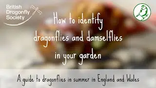 Wildlife Garden Project | Identifying Dragonflies and Damselflies in your Garden in Summer