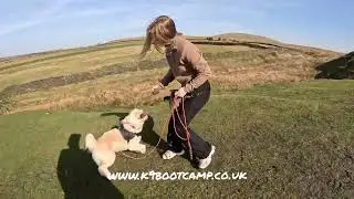 Reactive dog Milo, focus work, recall, thresholds