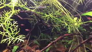 Boraras naevus