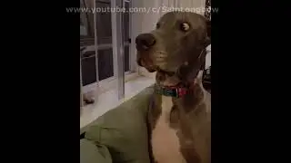 PRICELESS DOG REACTION TO KITTEN!