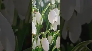The hope that dreamy Snowdrops bring in late January afternoon sunlight ✨️🤍🦢🤍✨️