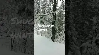 #shogran #kiwai shogran in winter.