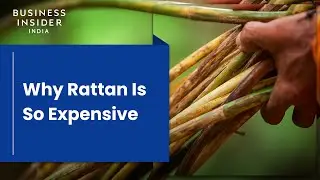 Why Rattan Is So Expensive | So Expensive