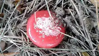 These little ants are hardly noticeable around the red candy until you get very close to it