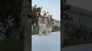 #babyfails #funniestbaby #laughingbaby #cutecompilation #funnymoments #babylife