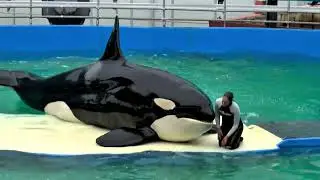 Tokitae Footage Compilation part 2 (news reports)