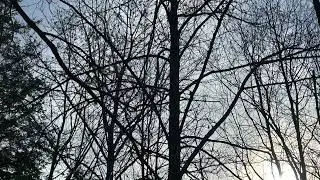 Beavers were eating the tree