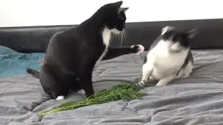 Cat slaps another cat / Katy & Alaska