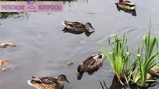 Кряква: интересные факты, особенности, повадки