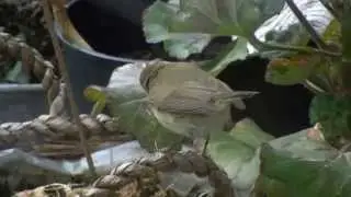 Vroege Vogels - Tjiftjaf tussen plantenbakken