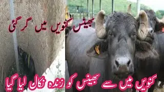 Inspiring Buffalo 🐃 saved from deep well