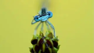 Macrofotografia insetto libellula damigella