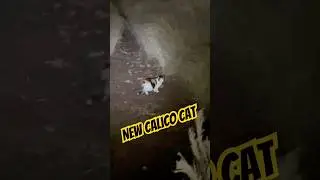 New Calico Cat