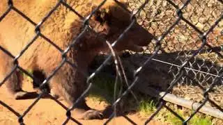 Brown Bear facts: At birth bear cubs are blind and hairless #wildanimalsafari 
