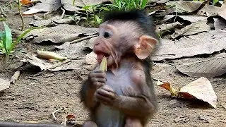 Look at poor new baby Timo so cute | new baby Timo very active can run so fast |