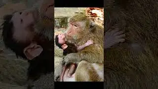 Congratulation! Newborn baby monkey!! #jane #tasana #janet