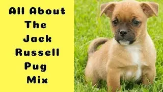 All About The Jack Russell Pug Mix (The Jug): Facts/ Information