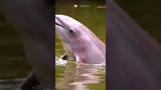 Amazon River Dolphin (Boto): Famous for its pink hue, this intelligent dolphin